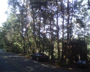 madrone way a stand.jpg