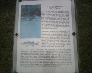 jumping mullet on sound.jpg