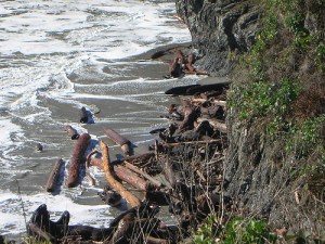 DriftwoodMendocino