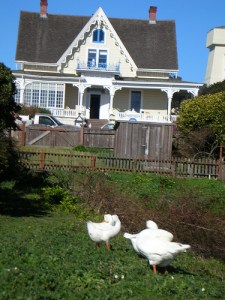 Gingerbread housewithgeese