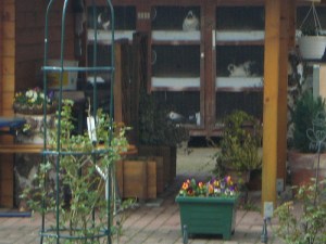 rabbits in spring garden.JPG