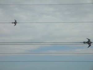 Wires with bird cutouts.JPG