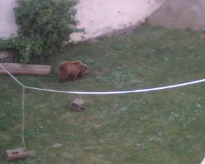 bear in Schloss moat.jpg