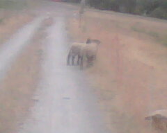 sheep on road.jpg