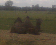 never know what one will see.jpg