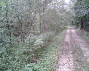 whites ferry road.jpg whites ferry road.jpg