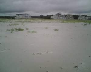 Goose Rocks Piping Plovers.jpg