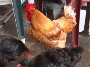 771de9e970fee23c5c144d4249e1f075.jpeg 771de9e970fee23c5c144d4249e1f075.jpeg