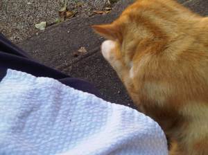 Company at montredon.jpg